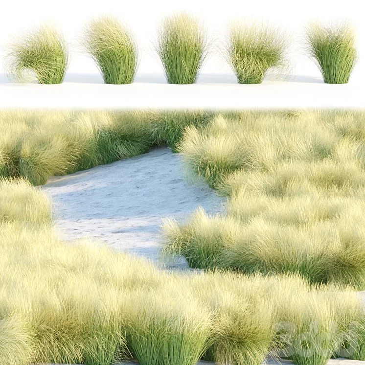 Maram Grass collection vol 155